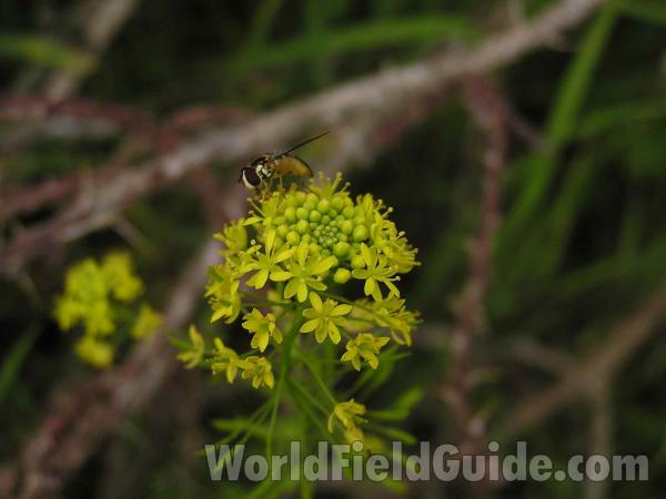 Flower With Fly<br>(Location of Picture: Ink Lake, Texas, 2005)