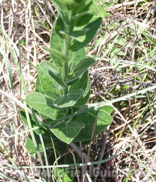 Basal Leaves<br>(Location of Picture: Benbrook Lake, Texas, USA, 2005)