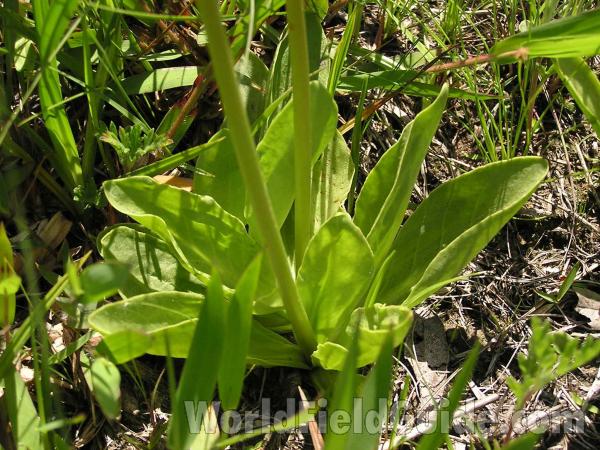 Basal Leaves<br>(Location of Picture: Lbj Grassland, Texas, USA, 2005)