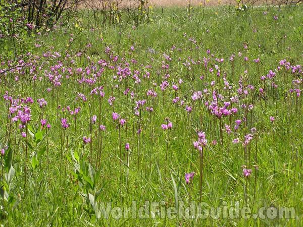 Field Of Blooms<br>(Location of Picture: Lbj Grassland, Texas, USA, 2005)