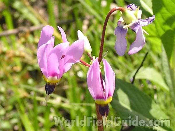 Flowers<br>(Location of Picture: Lbj Grassland, Texas, USA, 2005)
