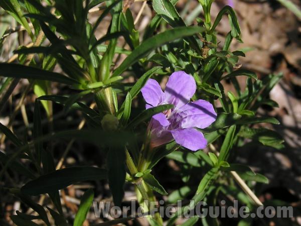 Flower<br>(Location of Picture: Lbj Grassland, Texas, USA, 2005)