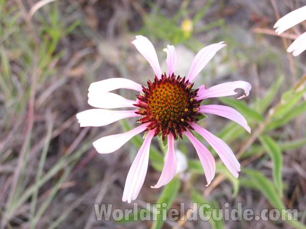 Flower - Top View<br>(Location of Picture: Lake Worth, Texas, USA, 2005)