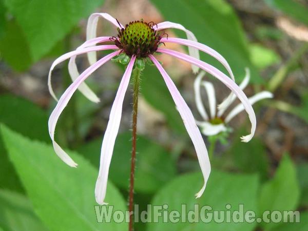 Flower and Stem<br>(Location of Picture: Sundew Trail, Texas, USA, 2005)