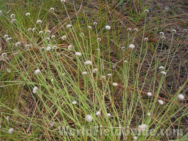 Habitat View<br>(Location of Picture: Sundew Trail, Texas, USA, 2005)