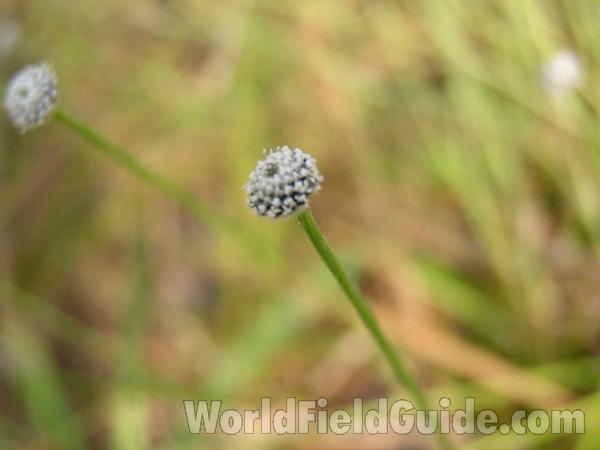 Top Of Plant<br>(Location of Picture: Sundew Trail, Texas, USA, 2005)