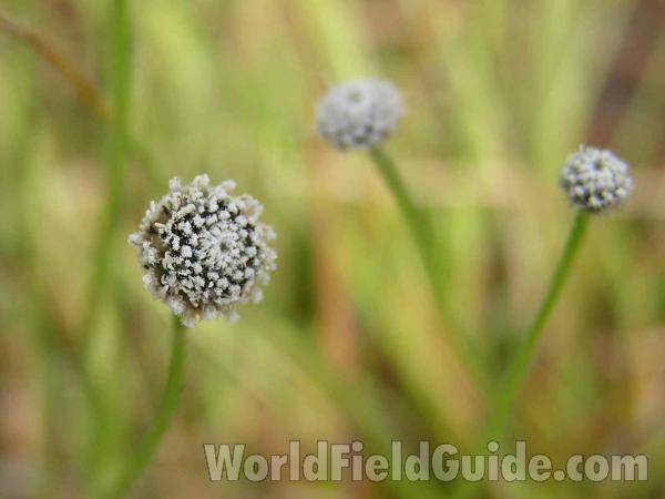 Flower Head<br>(Location of Picture: Sundew Trail, Texas, USA, 2005)