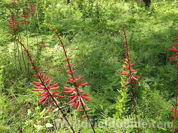 Habitat View<br>(Location of Picture: Geraldine Watson, Big Thicket, Tex)