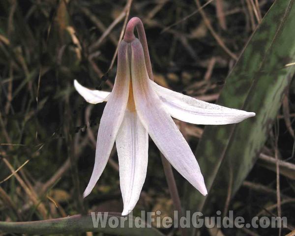 Flower - Back View<br>(Location of Picture: Cedar Ridge, Texas, USA, 2005)