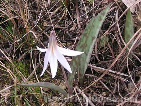 Flower and Leaves<br>(Location of Picture: Cedar Ridge, Texas, USA, 2005)