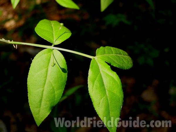 Leaves and Buds<br>(Location of Picture: San Augustine, Texas, USA, 2005)