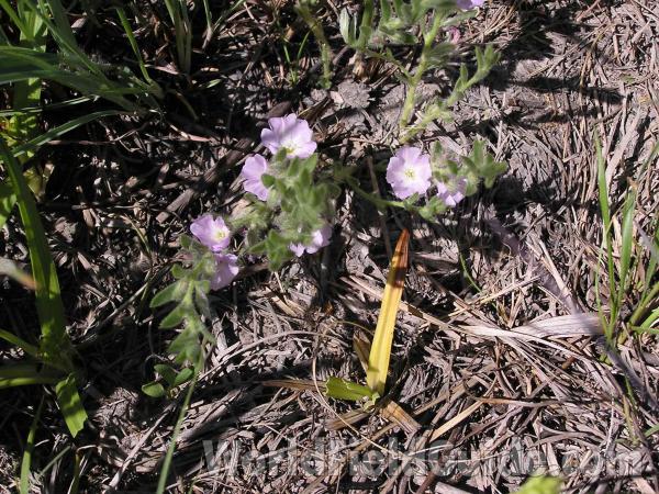 Habitat View<br>(Location of Picture: Lbj Grassland, Texas, USA, 2005)