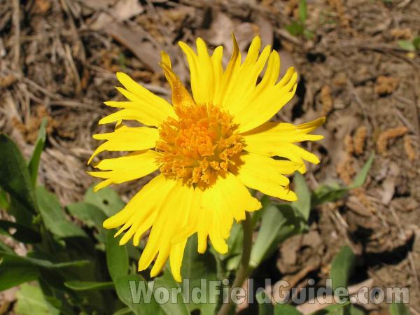 Flower - Front View<br>(Location of Picture: Joe Pool Lake, Texas, USA, 2005)