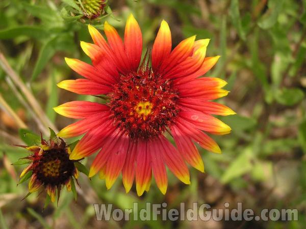 Flower<br>(Location of Picture: Joe Pool Lake, Texas, USA)