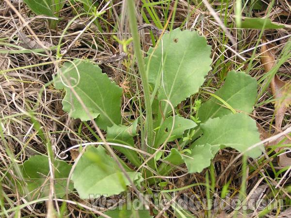 Basal Leaves<br>(Location of Picture: Oakmont Park, Texas, USA, 2005)