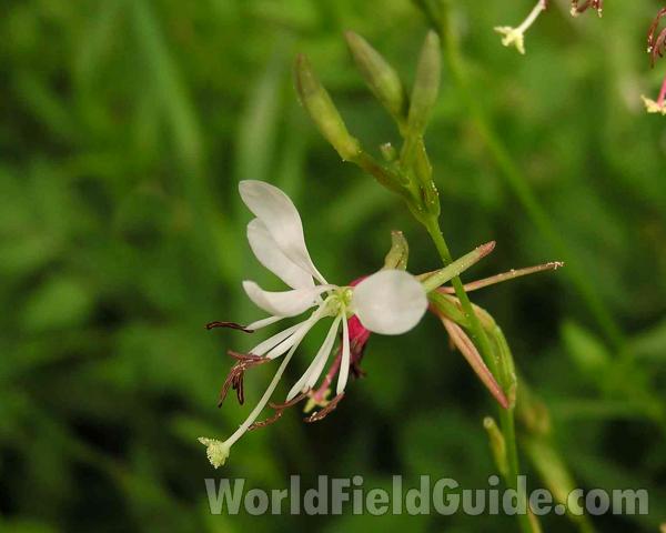 Flower - Sdie View<br>(Location of Picture: Oakmont Park, Texas, USA, 2005)