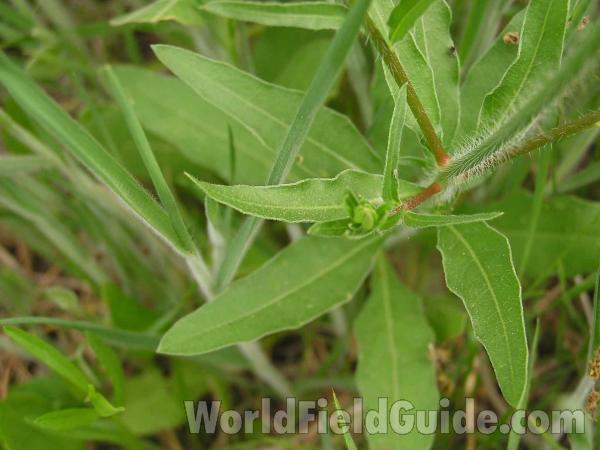 Leaves and Stem<br>(Location of Picture: Lbj Grassland, Texas, USA, 2005)