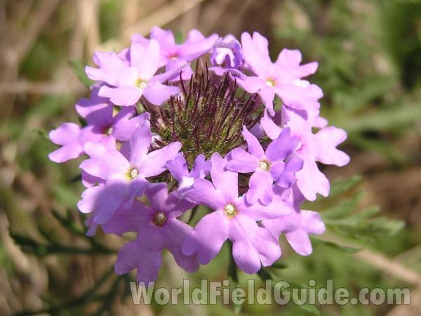 Flower Head - Close View<br>(Location of Picture: San Augustine, Texas, USA, 2005)