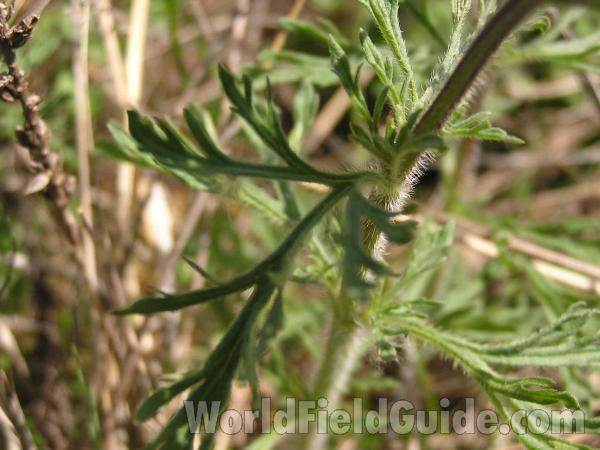 Stem and Leaf<br>(Location of Picture: San Augustine, Texas, USA, 2005)