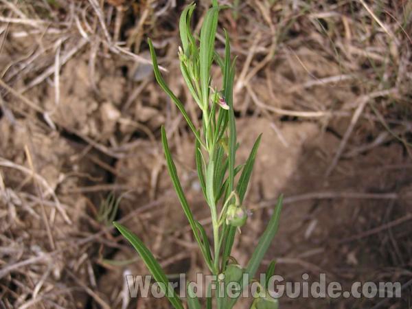 Top Of Plant<br>(Location of Picture: Lbj Grassland, Texas, USA, 2005)