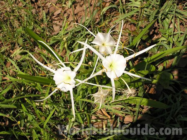 Flowers and Leaves<br>(Location of Picture: San Augustine, Texas, USA, 2005)
