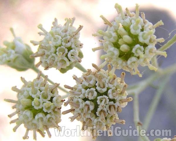 Flower<br>(Location of Picture: Stella Rowan, Ft Worth, Texas, USA)