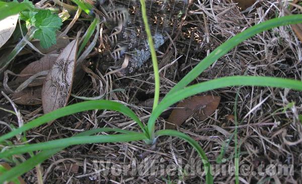 Basal Leaves<br>(Location of Picture: Cedar Ridge, Texas, USA, 2005)