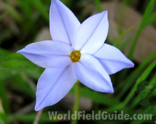 Flower<br>(Location of Picture: Cedar Ridge, Texas, USA, 2005)