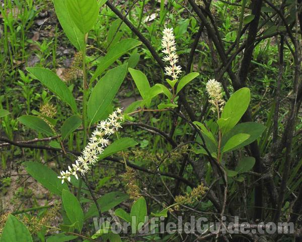 Flowers and Leaves<br>(Location of Picture: Sundew Trail, Texas, USA, 2005)
