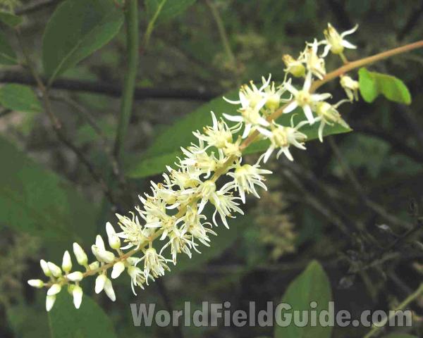 Flower Spike<br>(Location of Picture: Sundew Trail, Texas, USA, 2005)
