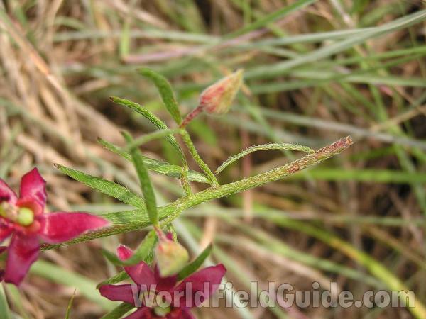 Stem<br>(Location of Picture: Lbj Grassland, Texas, USA, 2005)
