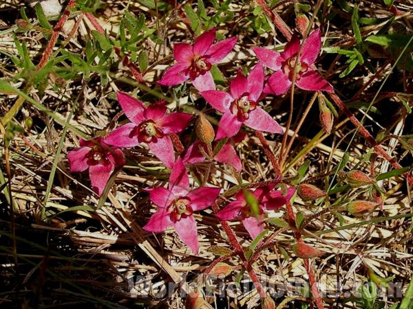 Flowers<br>(Location of Picture: Lbj Grassland, Texas, USA, 2005)