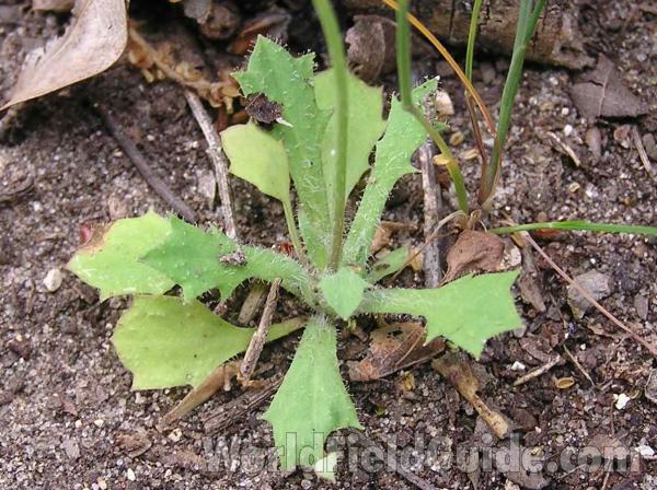 Basal Leaves<br>(Location of Picture: Fossil Hill, Texas, USA, 2005)