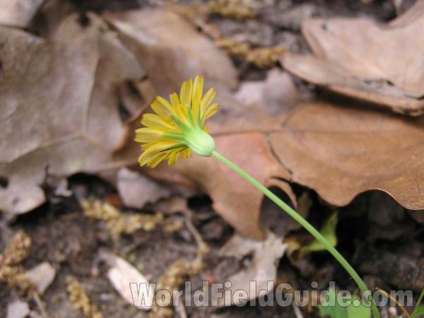 Flower - Back View<br>(Location of Picture: Fossil Hill, Texas, USA, 2005)