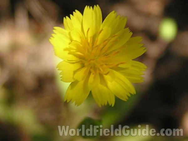 Flower - Front View<br>(Location of Picture: Fossil Hill, Texas, USA, 2005)