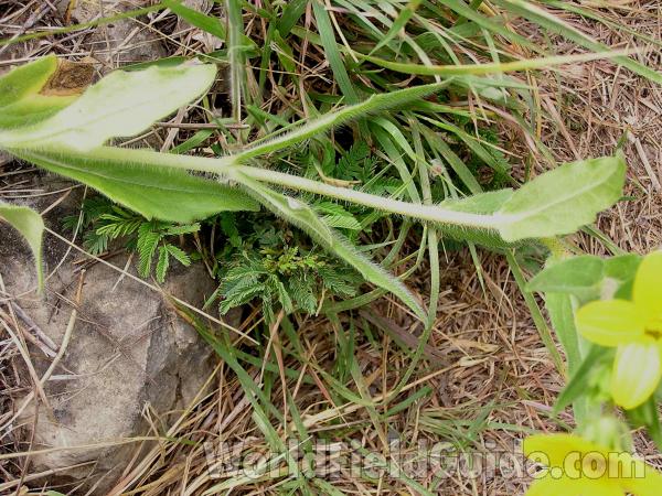 Stem<br>(Location of Picture: Lbj Grassland, Texas, USA, 2005)