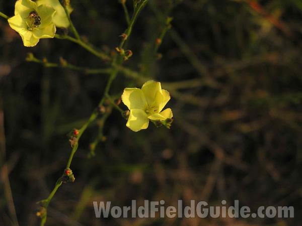 Flowers<br>(Location of Picture: Kountz, Texas, USA, 2005)