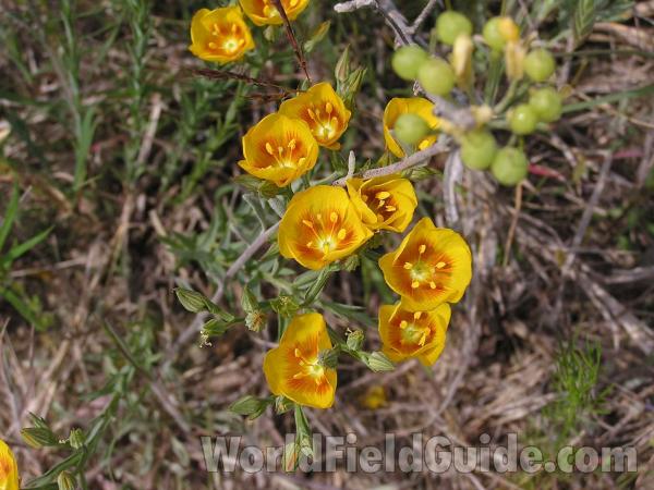 Flowers<br>(Location of Picture: Lbj Grassland, Texas, USA, 2005)