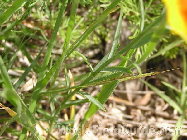 Top View Of Plant<br>(Location of Picture: Lbj Grassland, Texas, USA, 2005)