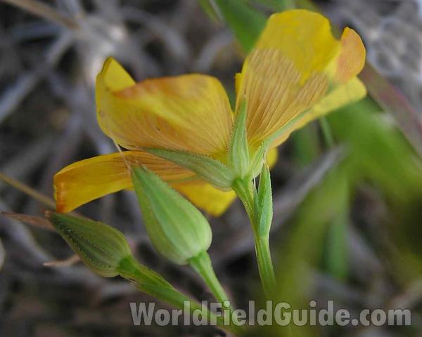Flower - Back View<br>(Location of Picture: Lbj Grassland, Texas, USA, 2005)