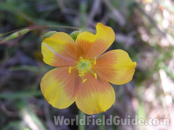 Flower - Front View<br>(Location of Picture: Lbj Grassland, Texas, USA, 2005)