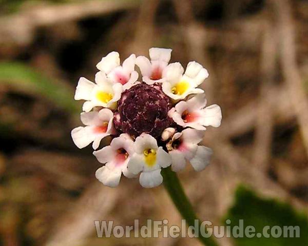 Flower Head<br>(Location of Picture: Stella Rowan, Ft Worth, Texas, USA)