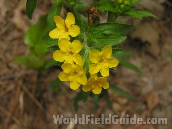 Flowers and Leaves<br>(Location of Picture: San Augustine, Texas, USA, 2005)
