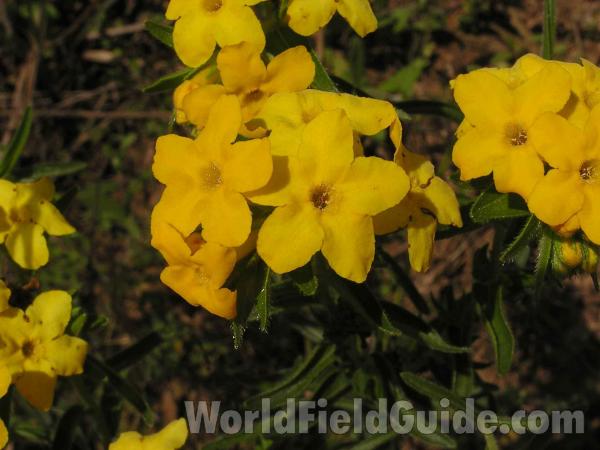 Flowers and Leaves<br>(Location of Picture: San Augustine, Texas, USA, 2005)