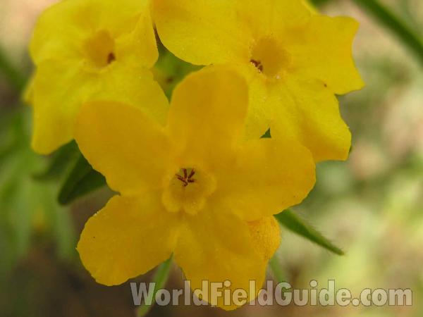 Flower - Front View Closest<br>(Location of Picture: San Augustine, Texas, USA, 2005)