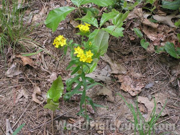 Habitat<br>(Location of Picture: San Augustine, Texas, USA, 2005)
