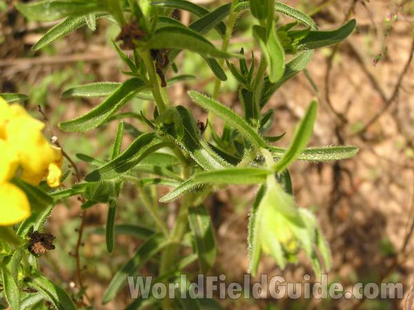 Leaves<br>(Location of Picture: San Augustine, Texas, USA, 2005)