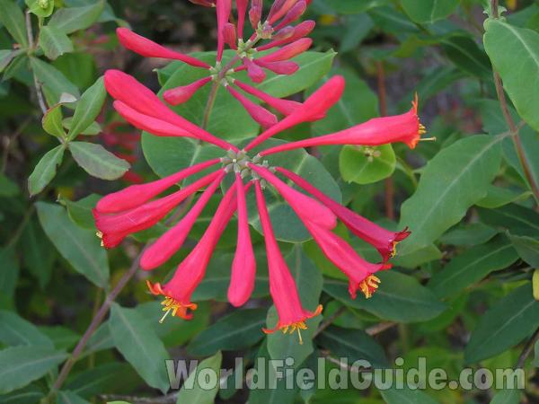 Flowers<br>(Location of Picture: Tandy Hill, Texas, USA, 2005)