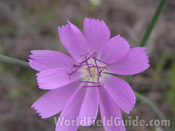 Flower - Close Front View<br>(Location of Picture: Fort Worth, Texas, USA, 2005)