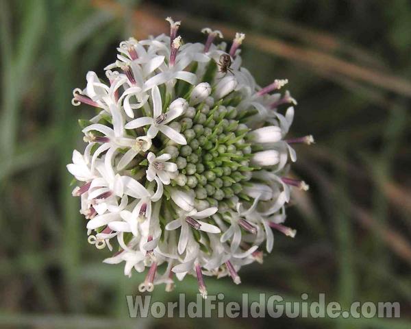 Flower Head - Side View<br>(Location of Picture: Oakmont Park, Texas, USA, 2005)